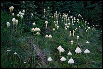 Conical beargrass flowers in forest meadow. Mount Rainier National Park ( color)