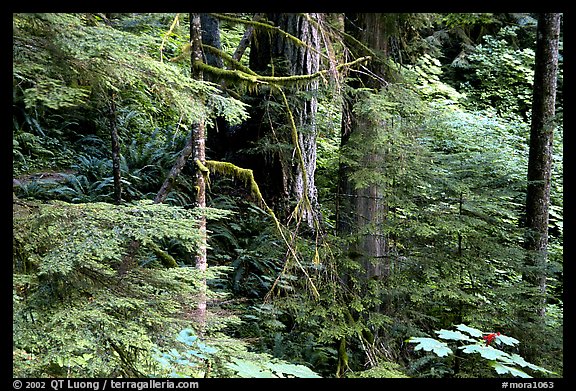 Foliage, Carbon rainforest. Mount Rainier National Park (color)