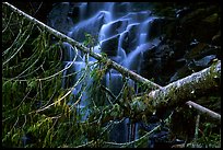 Waterfall in  Carbon rainforest area. Mount Rainier National Park ( color)