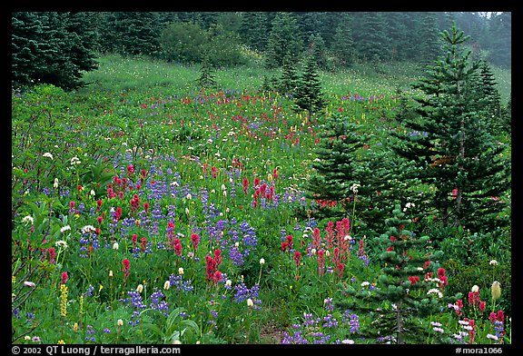 Wildflowers and trees at Paradise. Mount Rainier National Park (color)