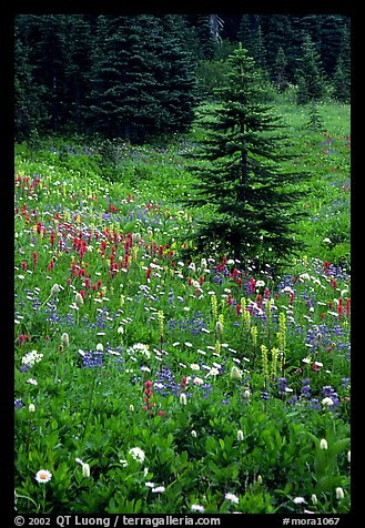 Wildflowers and trees at Paradise. Mount Rainier National Park (color)