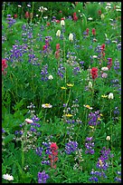 Wildflowers at Paradise. Mount Rainier National Park, Washington, USA. (color)