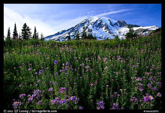 Dense carpet of wildflowers and Mt Rainier from Paradise, late afternoon. Mount Rainier National Park (color)