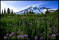 Dense carpet of wildflowers and Mt Rainier from Paradise, late afternoon. Mount Rainier National Park, Washington, USA.