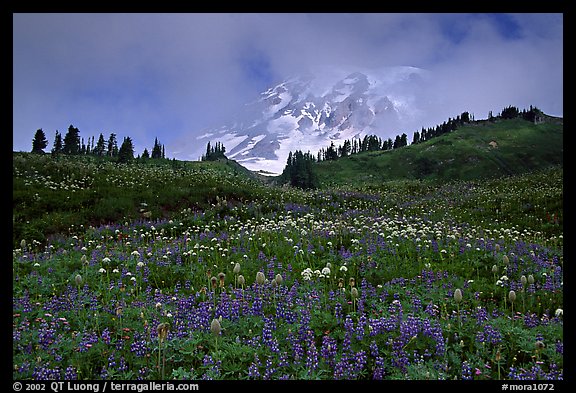 Lupine and Mt Rainier in fog from Paradise. Mount Rainier National Park (color)