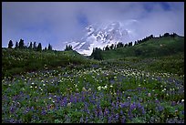 Lupine and Mt Rainier in fog from Paradise. Mount Rainier National Park ( color)