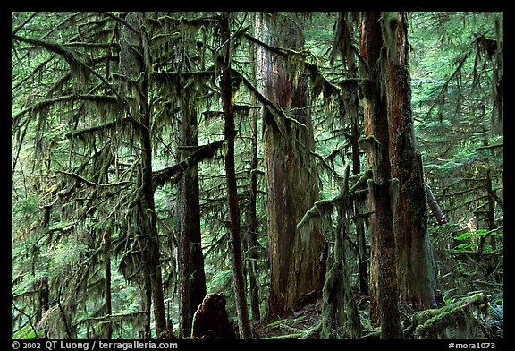 Carbon rainforest. Mount Rainier National Park (color)