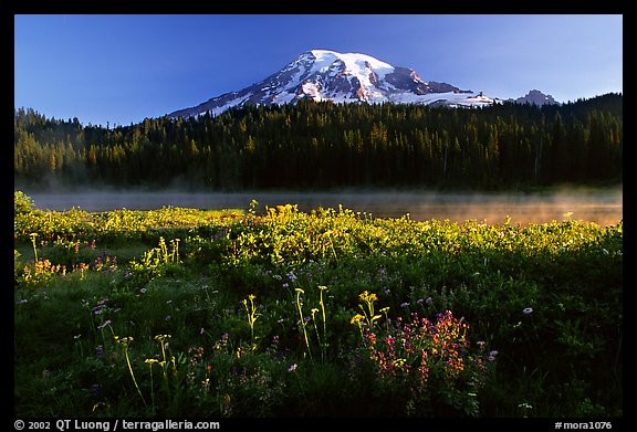 Carpet of summer flowers, Reflection Lake, and Mt Rainier, sunrise. Mount Rainier National Park (color)