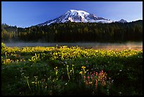 Carpet of summer flowers, Reflection Lake, and Mt Rainier, sunrise. Mount Rainier National Park, Washington, USA.