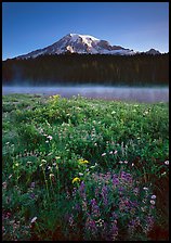 Wildflowers, Reflection Lake, and Mt Rainier, sunrise. Mount Rainier National Park ( color)