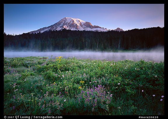 Wildflowers, Reflection Lake with fog raising, and Mt Rainier, sunrise. Mount Rainier National Park (color)