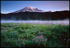 Wildflowers, Reflection Lake with fog raising, and Mt Rainier, sunrise. Mount Rainier National Park, Washington, USA.