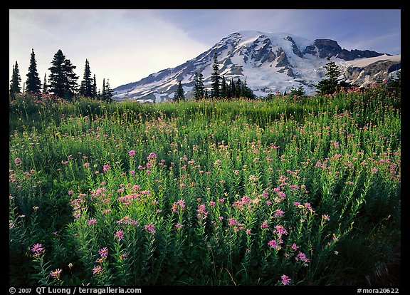 Field of pink flowers and Mount Rainier, late afternoon. Mount Rainier National Park (color)