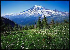 Avalanche lillies and Mt Rainier seen from  Tatoosh range, afternoon. Mount Rainier National Park ( color)