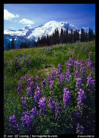 Lupines and Mt Rainier from Sunrise, morning. Mount Rainier National Park (color)
