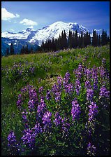 Lupines and Mt Rainier from Sunrise, morning. Mount Rainier National Park ( color)
