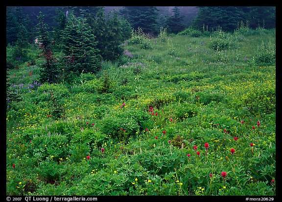 Meadow with wildflowers and fog, Paradise. Mount Rainier National Park, Washington, USA.