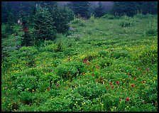 Meadow with wildflowers and fog, Paradise. Mount Rainier National Park, Washington, USA.