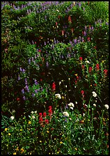 Close-up of meadow with wildflowers, Paradise. Mount Rainier National Park, Washington, USA.