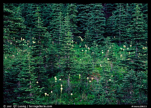Beargrass and conifer forest. Mount Rainier National Park (color)