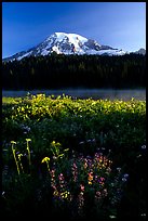 Summer wildflowers, Lake, and Mt Rainier, sunrise. Mount Rainier National Park, Washington, USA.