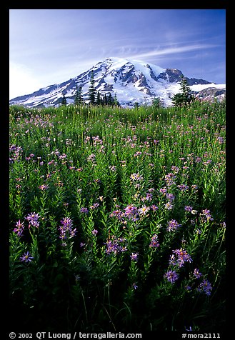Dense field of wildflowers and Mt Rainier from Paradise, late afternoon. Mount Rainier National Park (color)