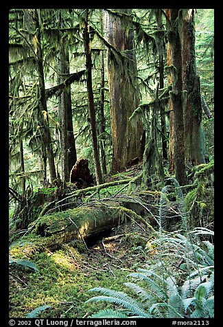 Ferns, mosses, and trees, Carbon rainforest. Mount Rainier National Park (color)