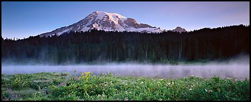 Wildlflowers, rising fog, and Mt Rainer at dawn. Mount Rainier National Park (Panoramic color)