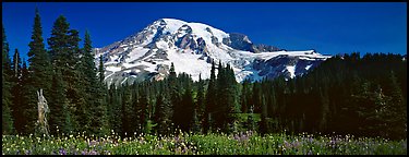 Flowers, trees, and snow-covered mountain. Mount Rainier National Park, Washington, USA.