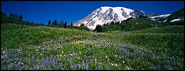 Wildflower meadow and snow-capped mountain. Mount Rainier National Park (Panoramic color)
