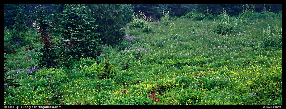 Meadow, wildflowers, and conifers. Mount Rainier National Park (color)