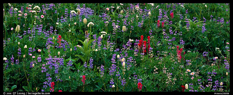 Close-up of flowers in meadow. Mount Rainier National Park, Washington, USA.