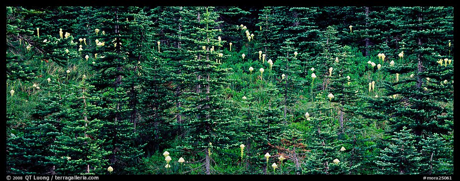 Bear grass and connifers. Mount Rainier National Park (color)