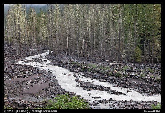 Tahoma Creek, Westside. Mount Rainier National Park (color)