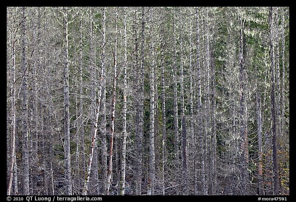 Bare trees and hanging lichen. Mount Rainier National Park (color)
