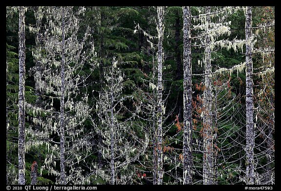 Trees with lichens hanging from branches. Mount Rainier National Park (color)