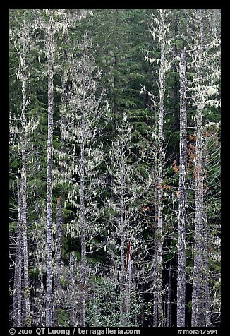 Pine trees and lichens. Mount Rainier National Park (color)