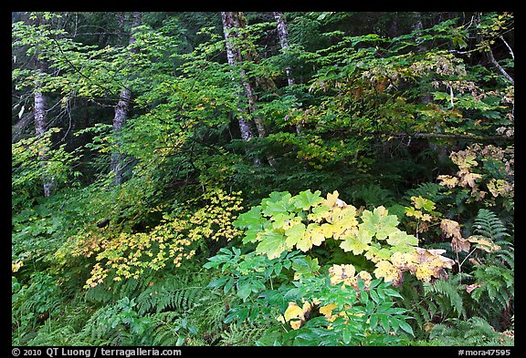 Big leaf maple on forest floor. Mount Rainier National Park (color)