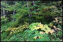 Big leaf maple on forest floor. Mount Rainier National Park, Washington, USA. (color)