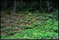 Ferns on forested slope, Westside. Mount Rainier National Park, Washington, USA. (color)