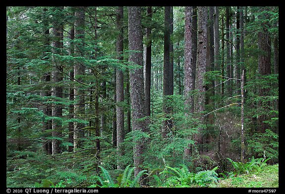 Forest. Mount Rainier National Park (color)