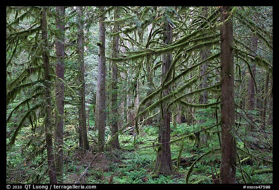 Trees with moss-covered branches. Mount Rainier National Park (color)