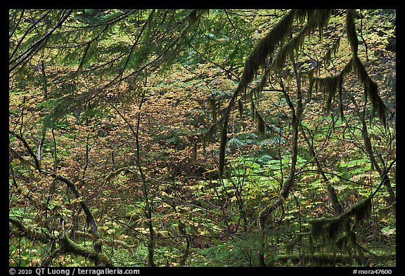 Autumn foliage in rainforest. Mount Rainier National Park (color)