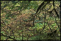 Autumn foliage in rainforest. Mount Rainier National Park, Washington, USA.
