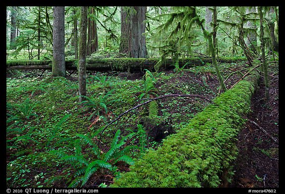 Ferns and fallen log. Mount Rainier National Park (color)