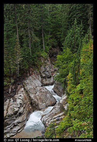 Creek in verdant forest. Mount Rainier National Park (color)