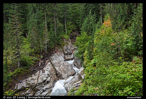 Van Trump Creek flows in lush forest. Mount Rainier National Park (color)