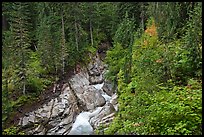 Van Trump Creek flows in lush forest. Mount Rainier National Park ( color)