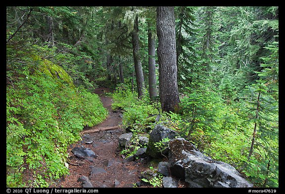 Trail and forest , Van Trump creek. Mount Rainier National Park (color)