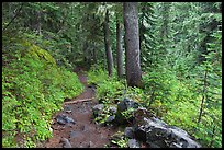 Trail and forest , Van Trump creek. Mount Rainier National Park, Washington, USA.